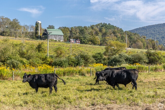 Farm animals roam freely in the scenic fields of Gamble, adding to its rural charm.