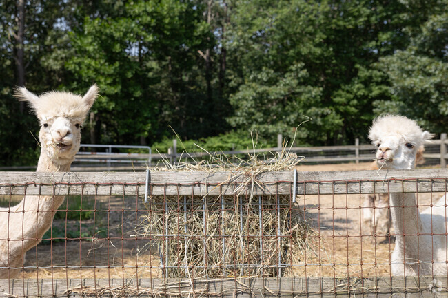 Walking around Hatchville you may come across some majestic alpacas.