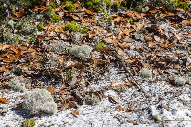 Meet new friends as you take a stroll on Gator Lake Trail in the Bon Secour Wildlife Refuge.