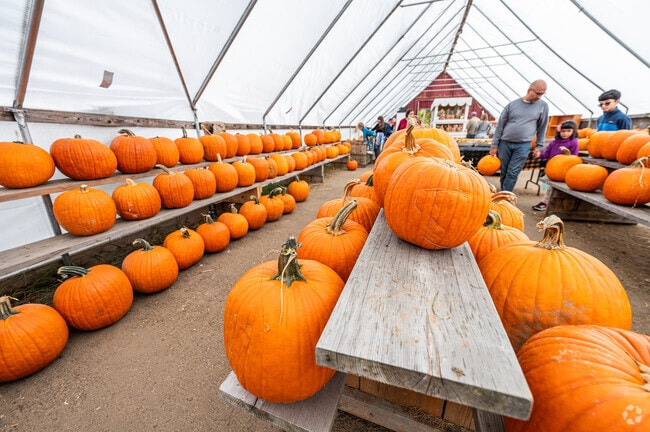 Visit Adam's Farm in Plainville for one of the largest fall festivals in the area.