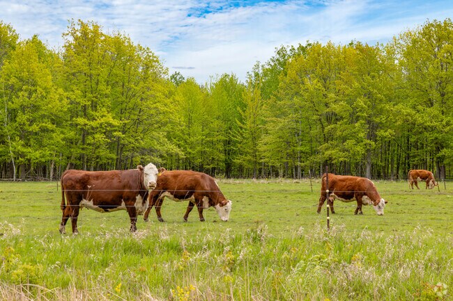 Open fields in Kronenwetter offer ideal space for grazing cattle.