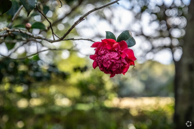 Flower gardens add color to Irvington's rural landscape.