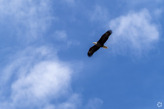 Timnath, CO is home to majestic bald eagles that soar above its lakes and open spaces, offering residents a special glimpse of wildlife and reminding everyone of the incredible natural beauty and rich ecosystems thriving in Northern Colorado.