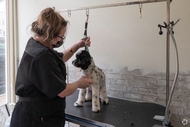 Another satisfied customer finishes their cut at The Village Groomer of Hudson just outside Gospel Hill.