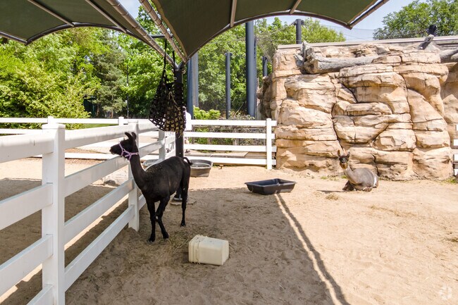 Llama cooling of in a shade at the Cosley Zoo located in Jewell Road.