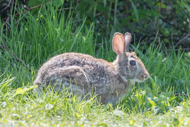 The rural character of Raynham is exemplified by its wildlife and natural areas.