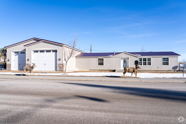 Deer roam freely between houses in Rawlins, blending wildlife with city life.