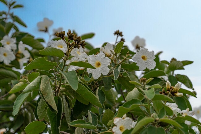 Various species of plants bloom year round in the subtropical environment in Alamo.