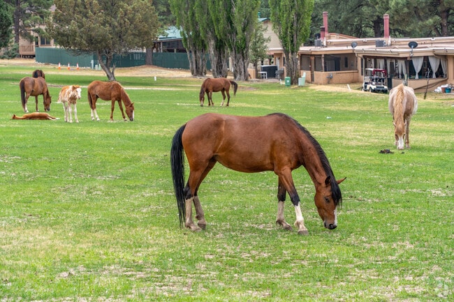 The scenic surroundings of Alto provide a home for an abundance of deer and wild horses, a true delight.