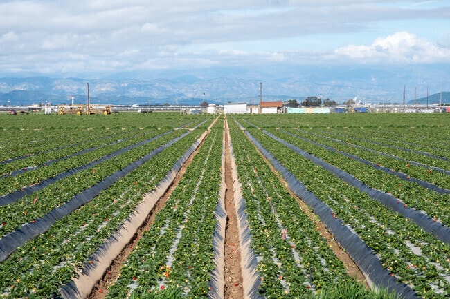 Your daily commute may be through a strawberry field when you live in La Colonia.