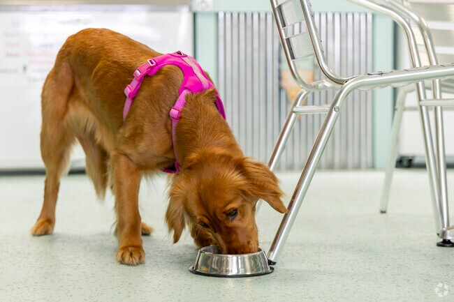Dogs happily indulge in frozen treats at Salty Paws Dog Ice Cream Parlor in Bayville.