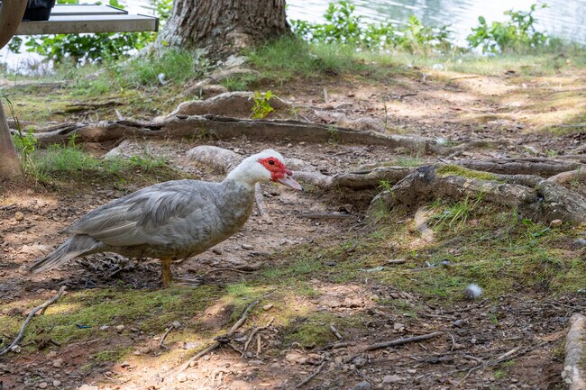 You can enjoy watching or feeding the local animals near the Woodlawn neighborhood.