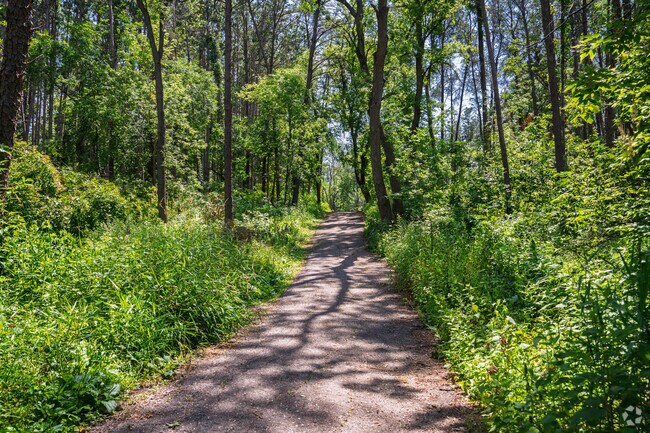 Step into the beauty of Hilloway Park's old growth pine forest.