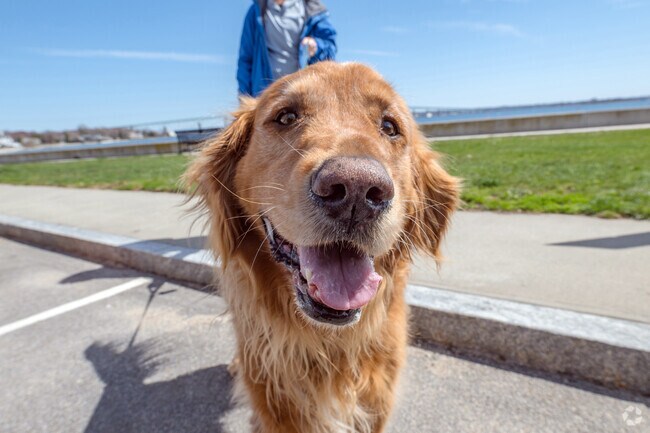 Not far from East Shore Road, the East Ferry Memorial Square is a splendid place to walk the dog.