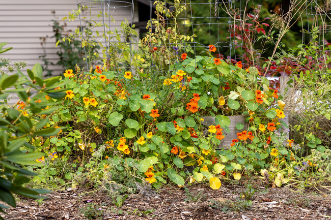 Raised garden beds grab up the bit of sun that brakes through the Forest Ridge canopy.
