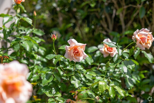 Heirloom roses are a highlight in the city's largest park at Hampton Park.