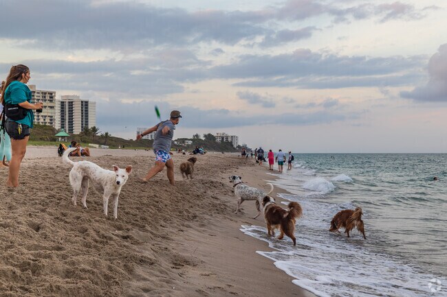 Highland Beach, FL, residents enjoy letting their dogs be dogs at Bark Dog Beach.