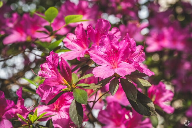 Azaleas bloom in abundance throughout the Westmont Neighborhood.