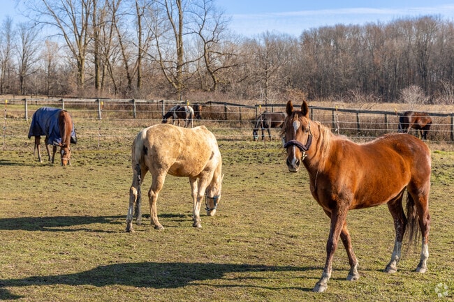 Horses enjoy an afternoon grazing in Lenox Township.