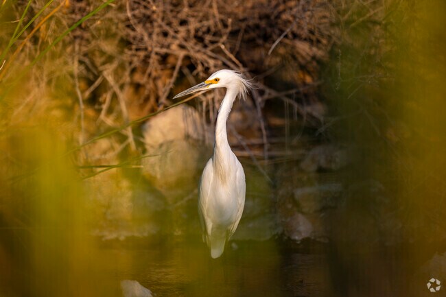 Bird enthusiasts will find Riparian Preserve in Val Vista to be a dream destination.