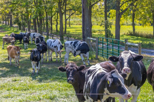 Ferguson Township is homes to fresh dairy products and farm animals.