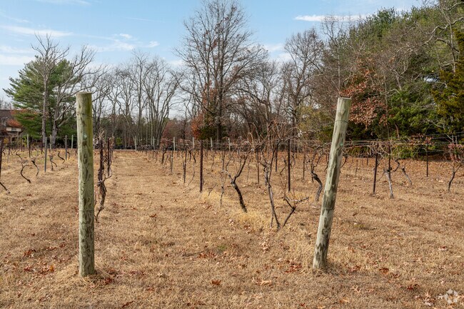 These vines at Amalthea Cellars Winery in Chesilhurst were recently harvested.