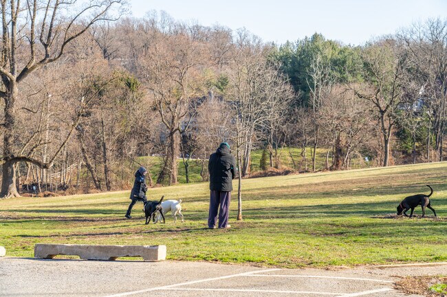 Dog friends congregate at Harford Park.