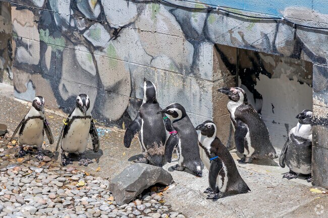 The African Penguins at the Ross Park Zoo are an fantastic site to watch.