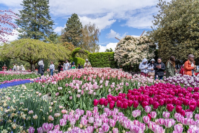 Lakewood residents head to Roozengaarden Tulip Festival in Mount Vernon every year.