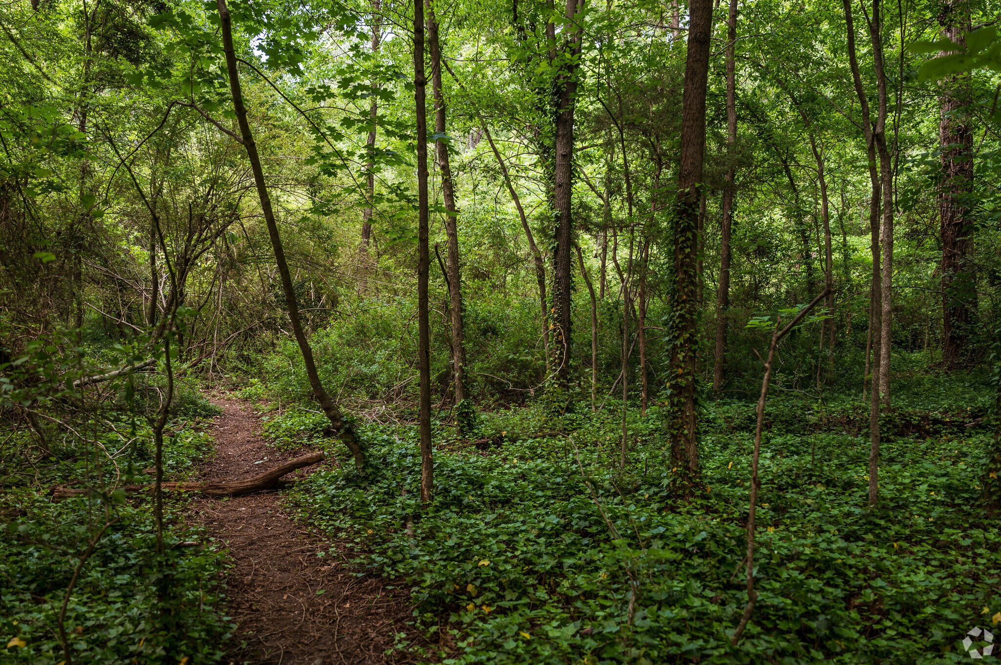 Crooked Branch Ravine Park, in the heart of Northrop, offers a sanctuary to nature lovers.