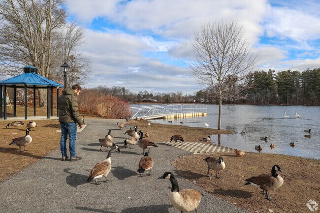 Say hello to the friendly ducks at Crystal Lake in West Peabody.