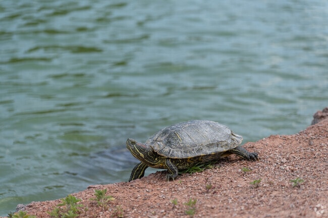 North Cheyenne is a nature-friendly habitat.