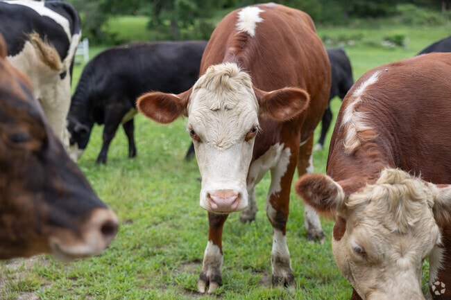North Stonington is known for its many farmlands filled with gorgeous cows.