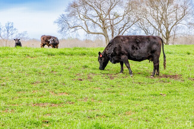 Cows bask and graze in Groometown's warm morning sun.