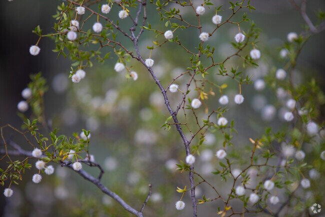 Creosote is a native plant in the Tucson Botanical Gardens.