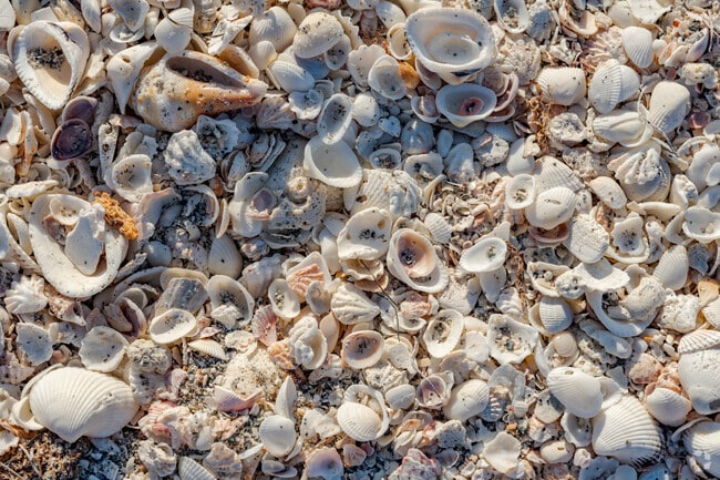 Collecting seashells along Captiva Island’s shoreline is a beloved pastime for visitors of all ages.