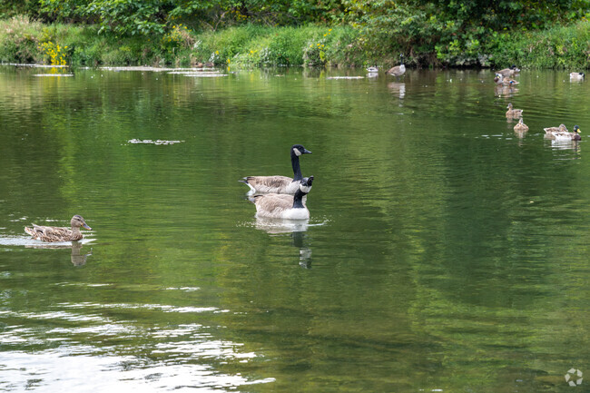 Visit the geese and relax in Grove Park.