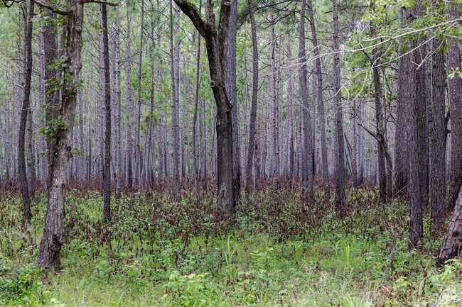 Bonneau Ferry Wildlife Management Area has stunning trees in Cordesville, South Carolina.