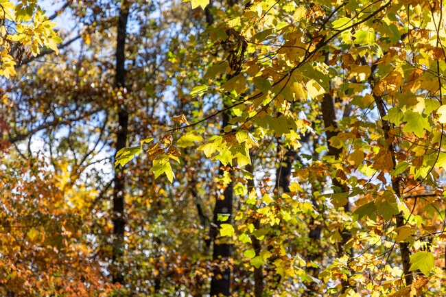 The fall colors come alive in the canopy at Mastin State Park in Lakewood.