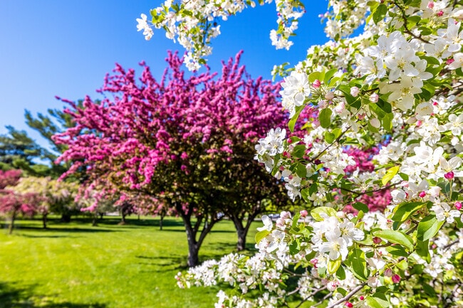 Crabapple trees in full purple and white blooms at Southwestern Hills' Arie Den Boer Arboretum.