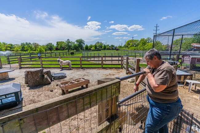 Locals have a chance to interact with horses, donkeys, and chickens in Evergreen Park.