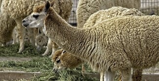 3784 96th, Phoenix, AZ 85037