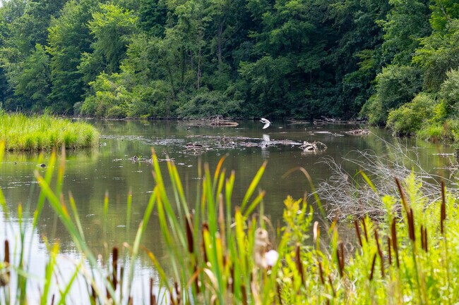 Cattails always wave in the wind near walking paths in York Township’s scenic parks.