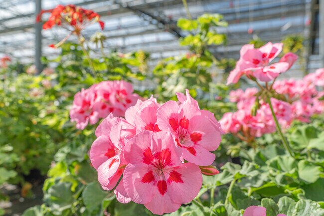 Countryside Flower Shop sits on Route 38 near La Fox.