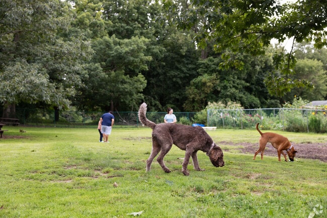 Lots of fun to be had at Hartman Dog Park.