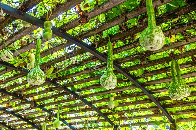 Foxtown East locals often enjoy  growing fresh produce at Kansas City Community Gardens.