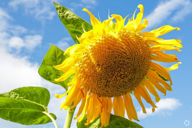 Residents will love the community garden at Wong Park near Tom's Creek.