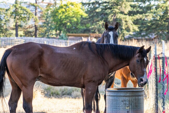 There are a lot of horses and farmland in Camas Valley.