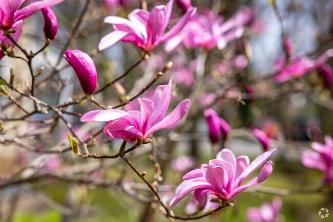Many Mountainside locals take pride in their gardens, exemplified by this amazing magnolia tree.