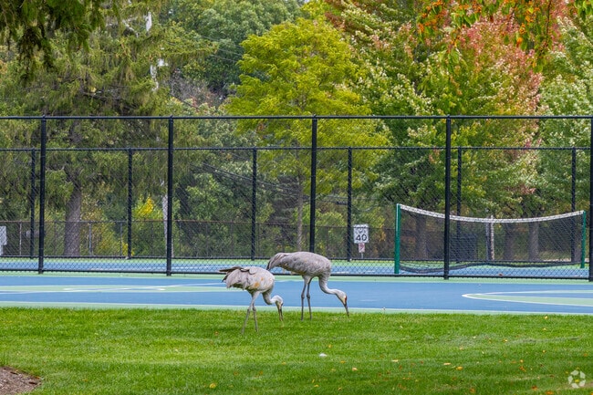 You never know when beautiful wildlife will cross your path in Wadsworth.